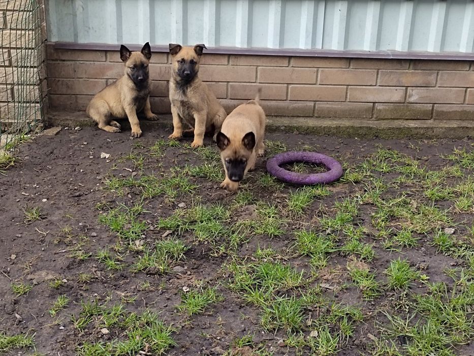 Малинуа. Бельгийская овчарка.