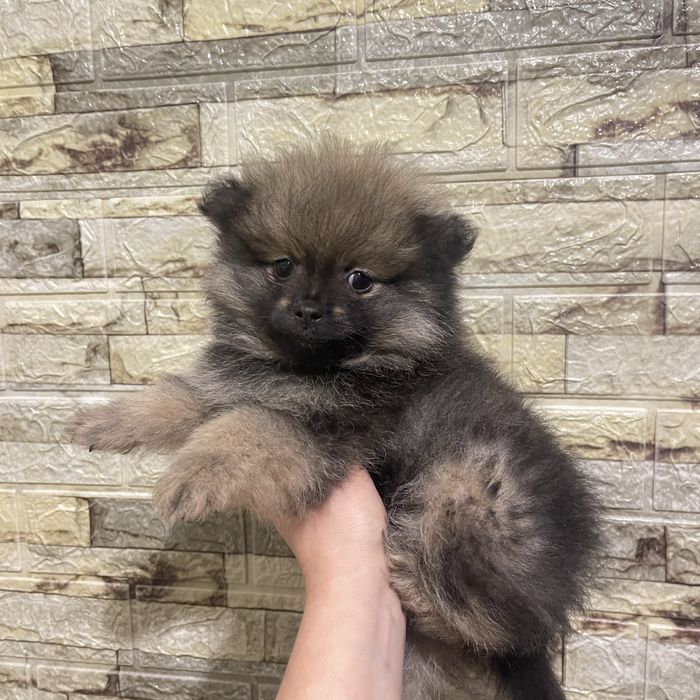 Померанський шпіц