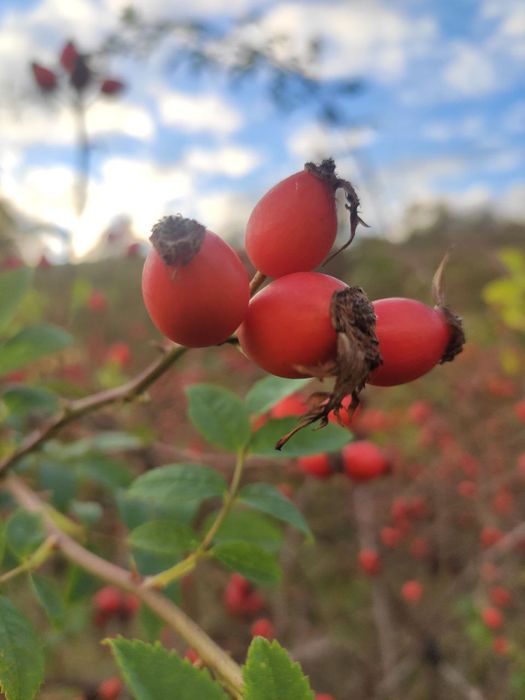 Шиповник, шипшина, терен, терн, дикая слива, калина