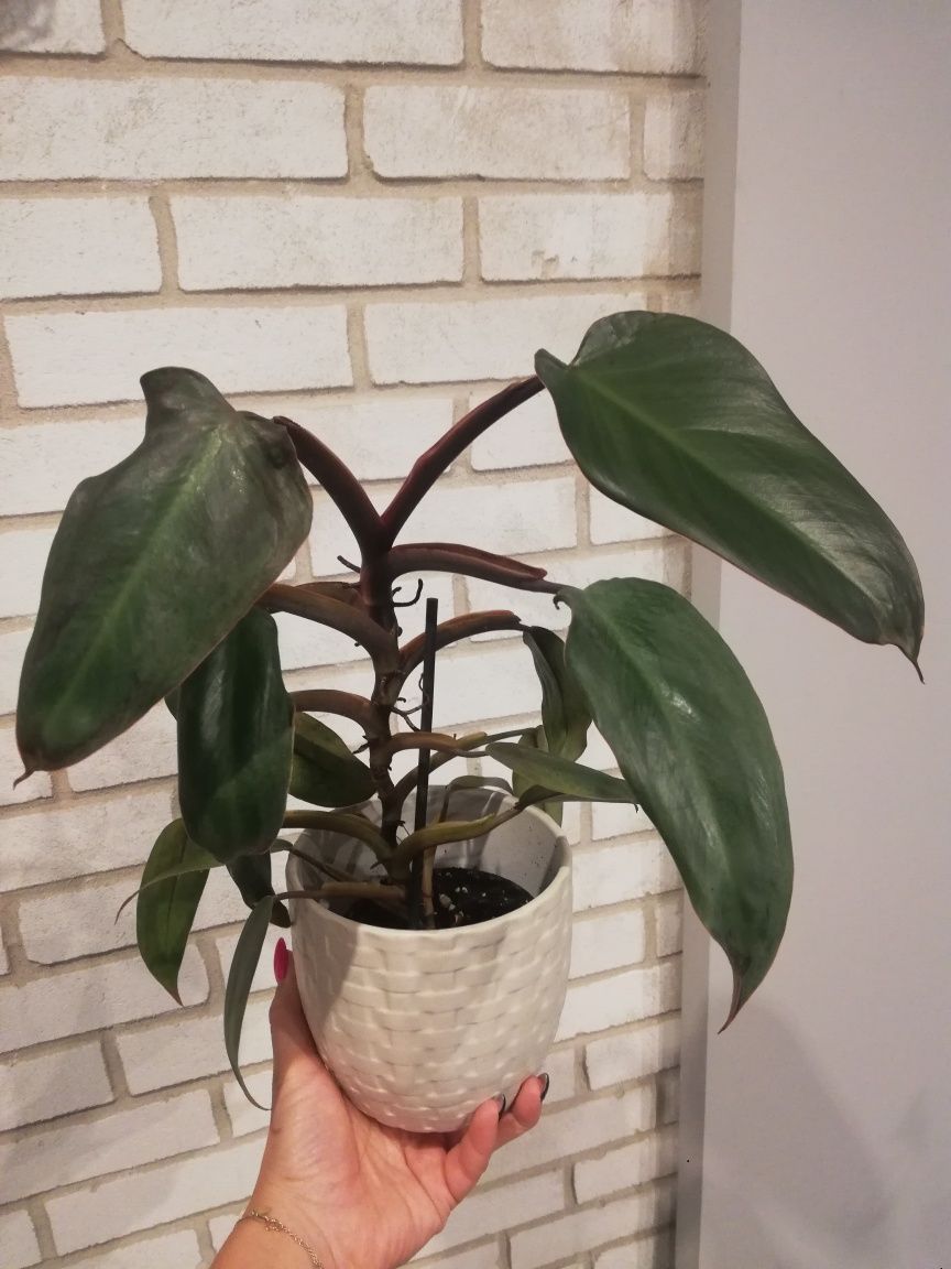 Philodendron Ruby Red