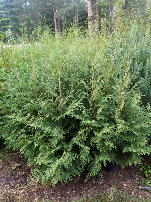 Tuja thuja "Weimar" wysokość 100 - 130 cm; 1000 sztuk