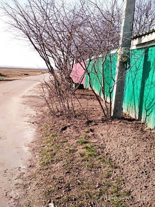 ВИШНИ саженцы 2-5 лет от корня маточного дерева