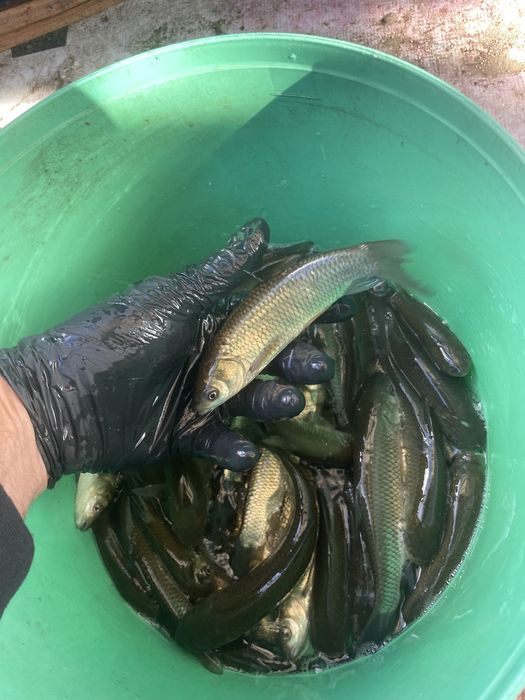 Narybek amur 15 cm