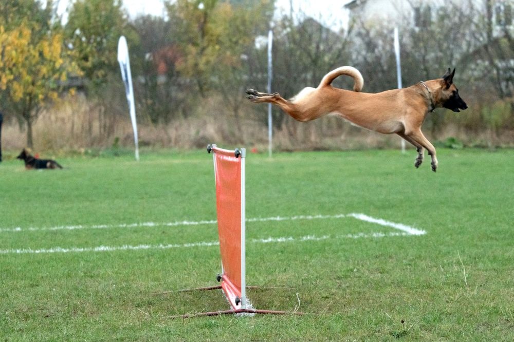 Дрессировка собак, кинолог