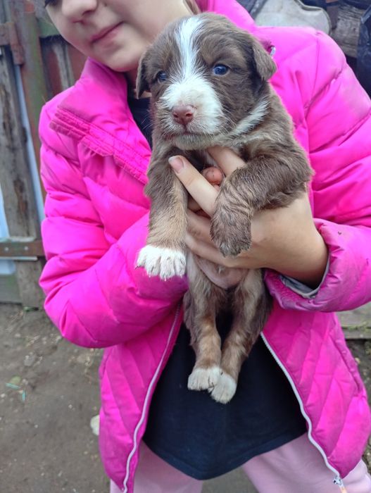 Отдаем щенков бесплатно