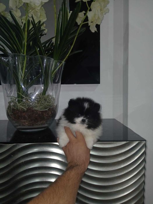 Spitz Alemão Anão e/ou Lulu da Pomerânia MACHO BICOLOR com  LOP  AFIXO