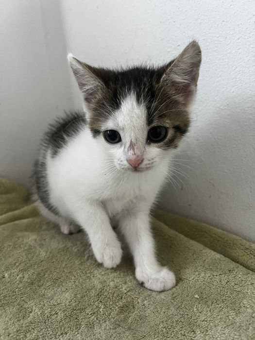 Bójka kociak do adopcji