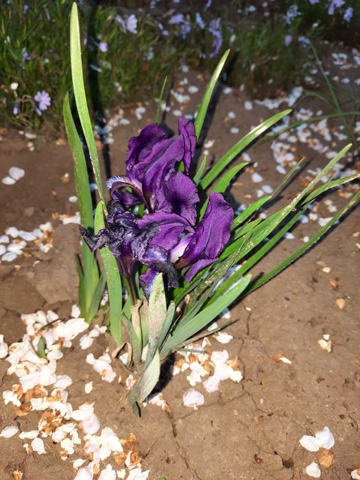 уличные цветы карликовые ирисы