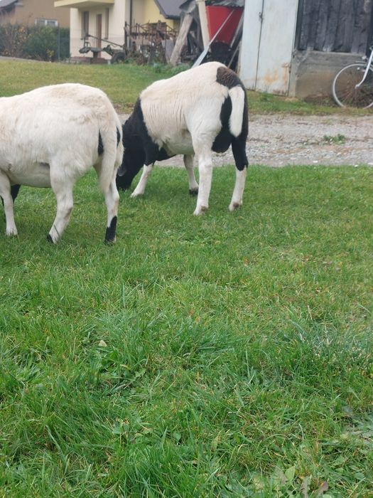 Baran dorper tryczek