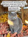 Вязка британського кота