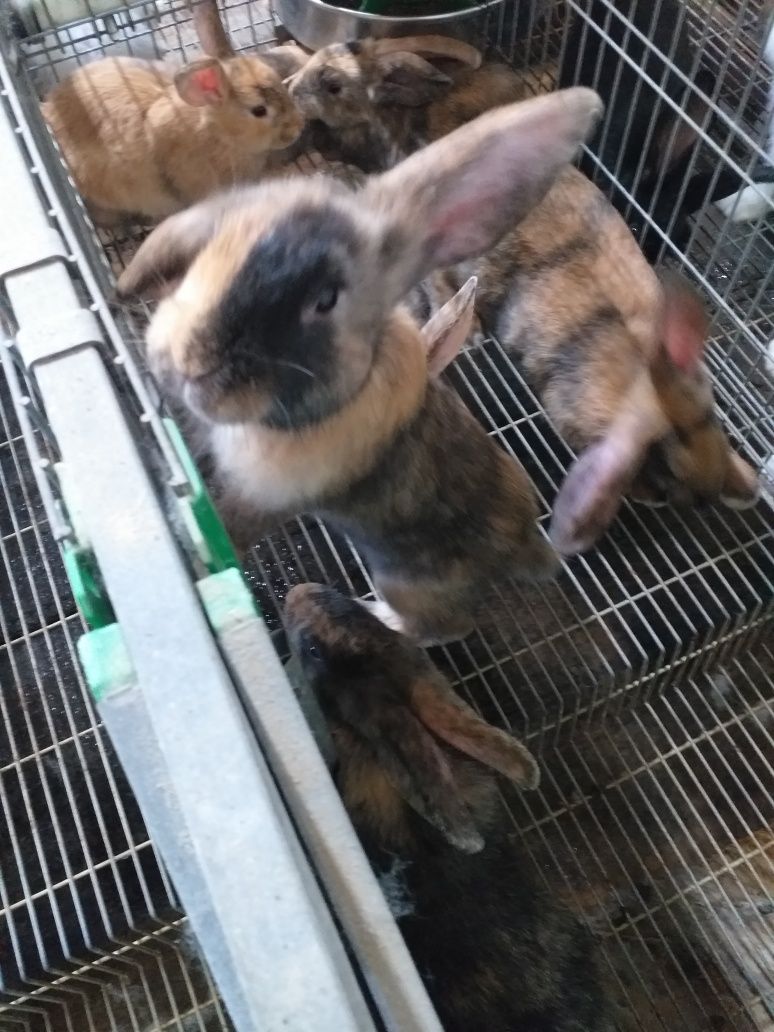 Coelhos tricolor