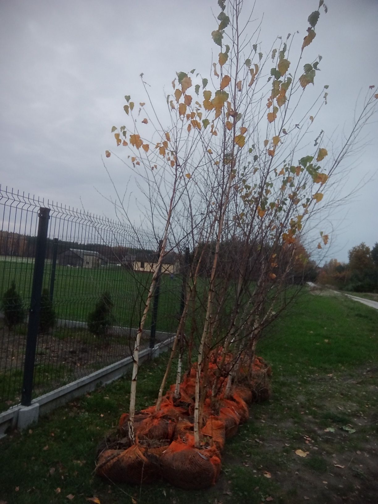 Sadzonki brzozy "Betula Pendula"!!!