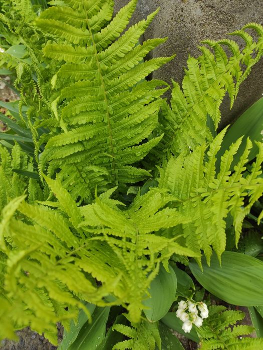 Папоротник, вулична рослина