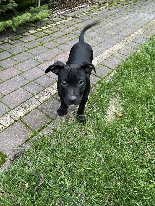 Suczka rasy Amstaff
