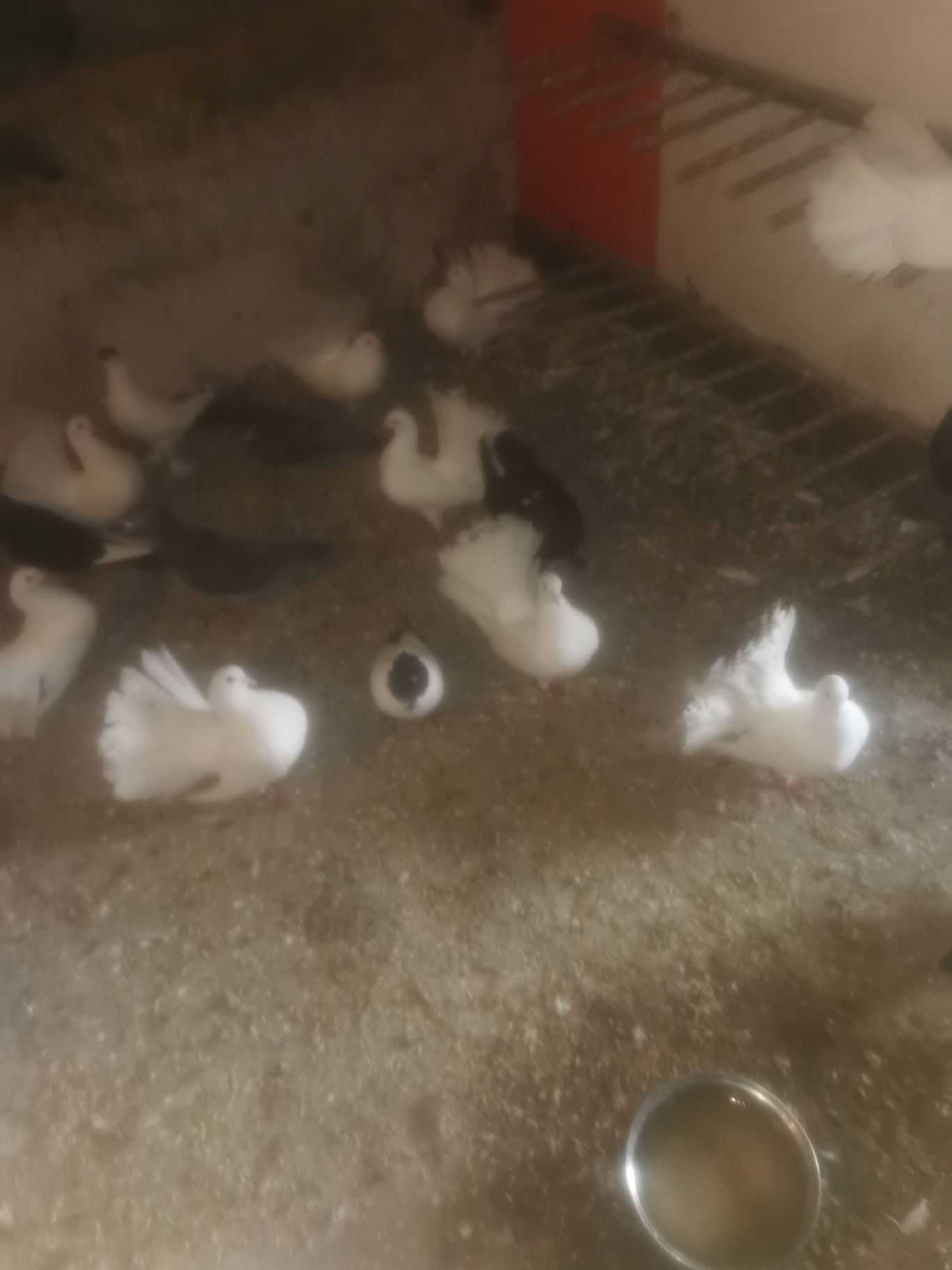 Sprzedam gołębie pawki białe MOŻLIWOŚĆ WYSYŁKi