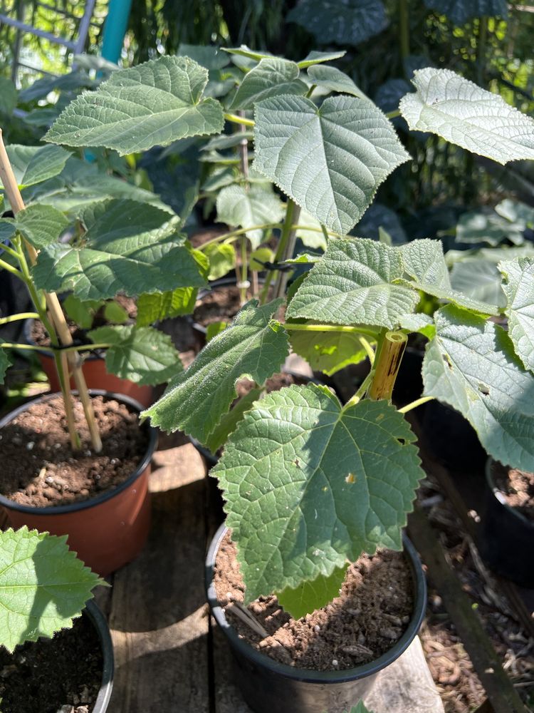 Paulownia elongata