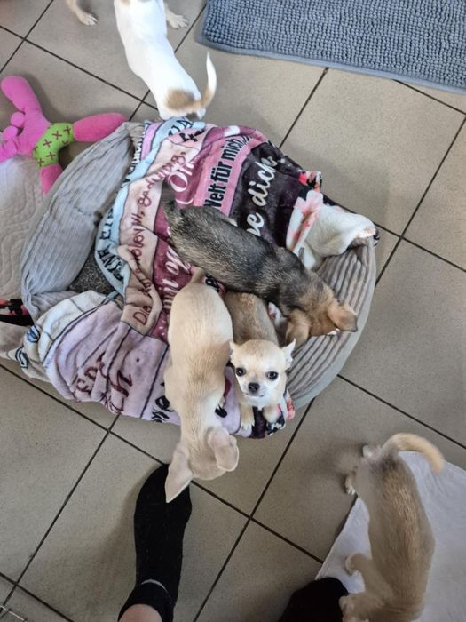 Chihuahua suczka krótkowłosa  ZKwP FCI