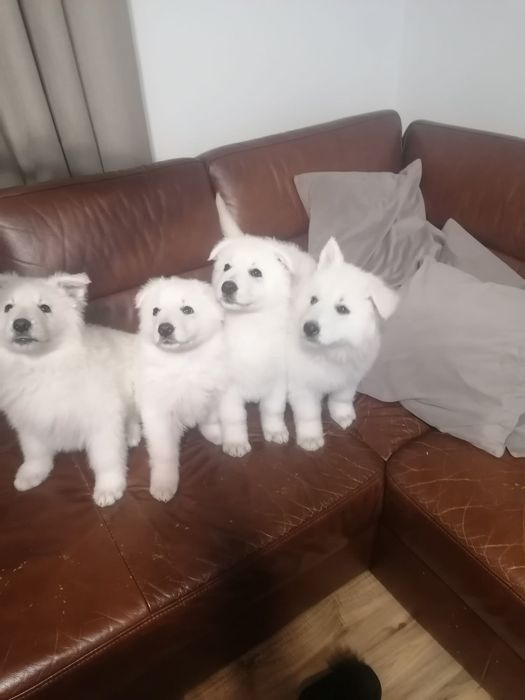 Owczarek Szwajcarski