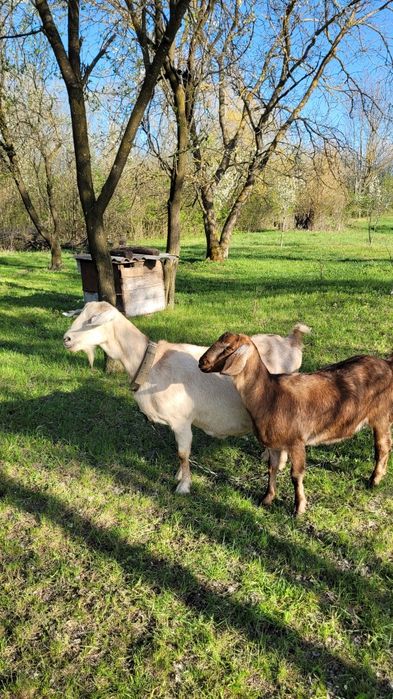 Кози нубійської породи