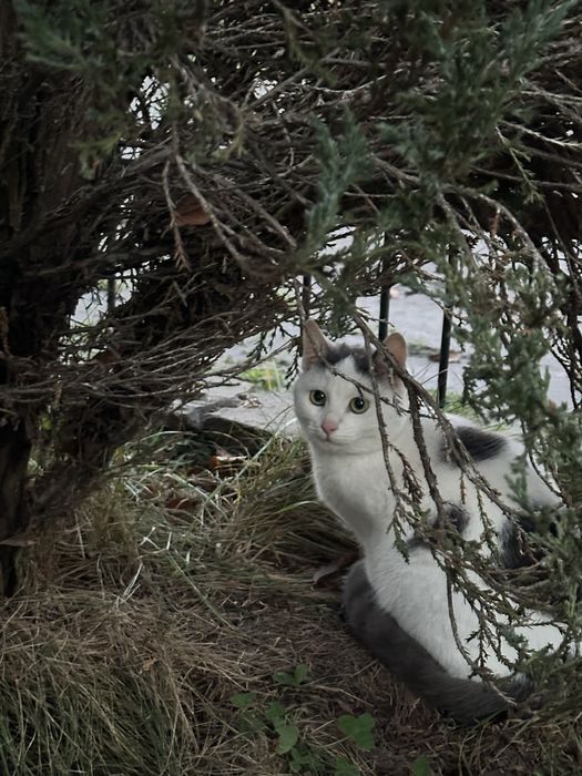 В добрі руки котиків