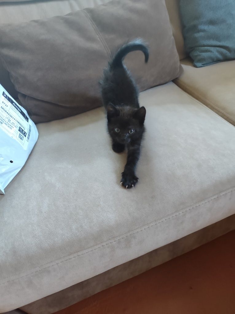 Кіт, кошеня, Кот, хлопчик