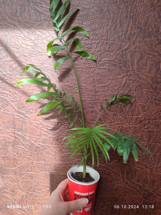 Каланхое, хамедорея, аглаонема, плектрантус, педілантус