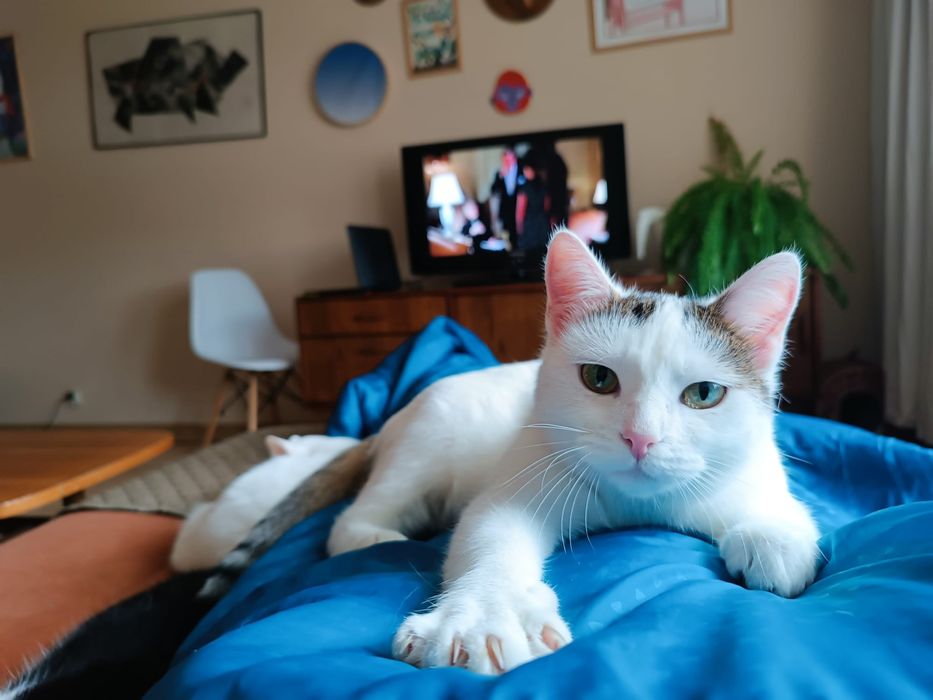 Urocza około roczna kotka wykastrowana, testy FIV felv ujemne