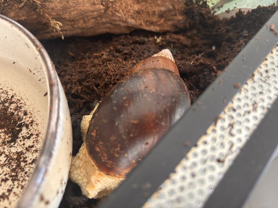 Slimak afrykanski achatina