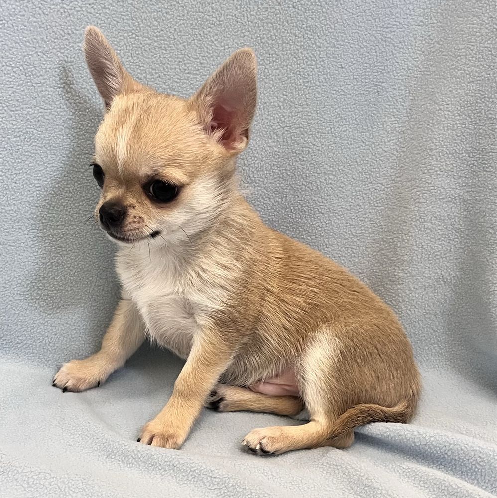 CHIHUAHUA MACHO PEQUENINO