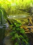 Arowana srebrna  pięknie wybarwiona