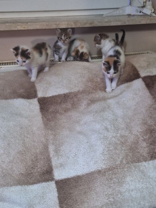 Oddam kotki za darmo