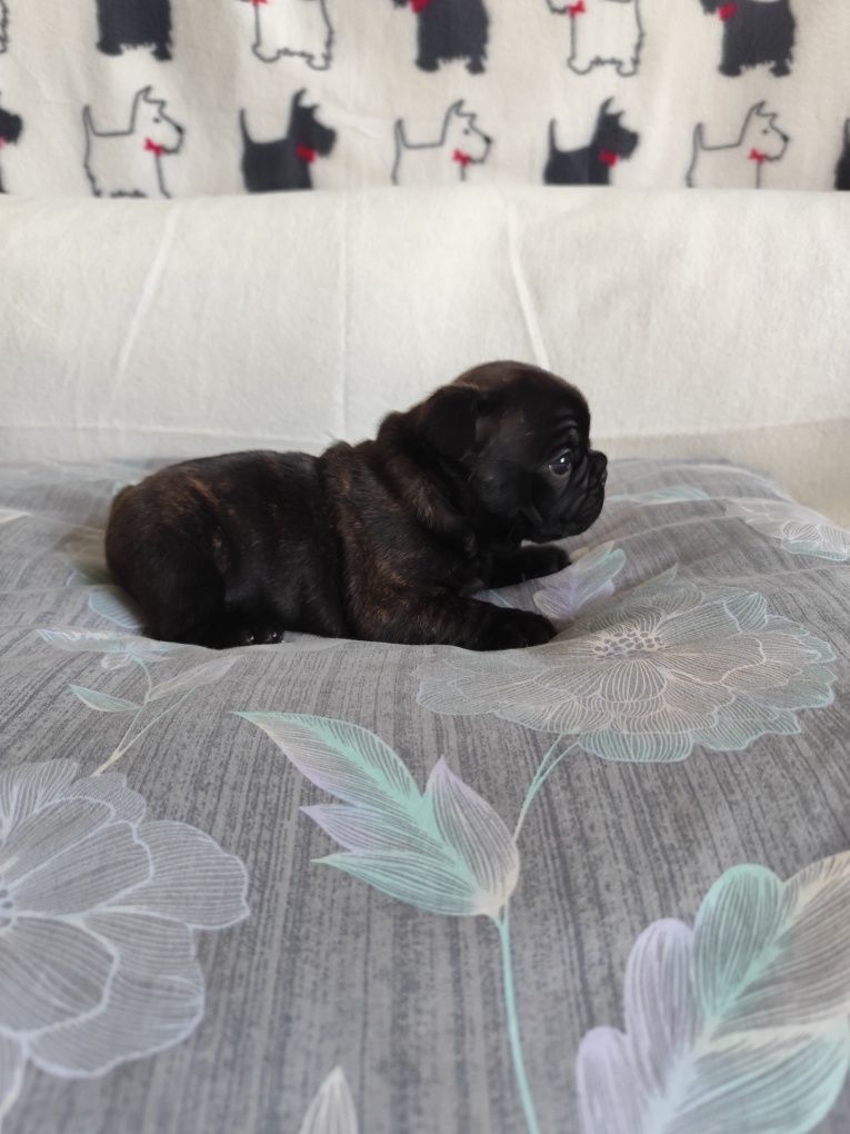 Buldog francuski, buldogi francuskie ZKwP FCI
