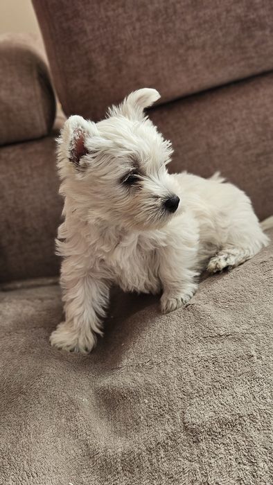 West Highland terrier
