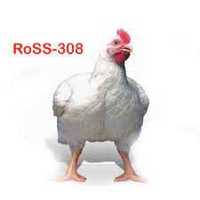 Яйце для інкубатора бройлера РОСС 308.  Імпортне та Українське