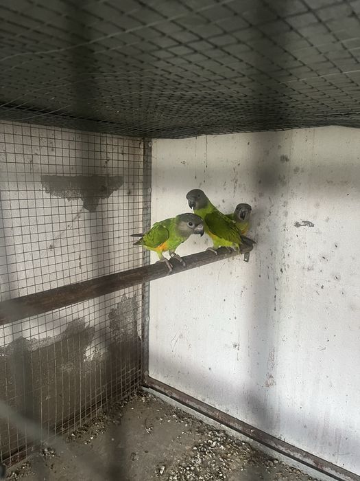 Macho papagaio senegal