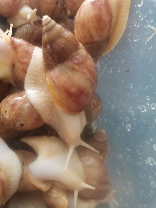 ПРОДАМ улиток Ахатин