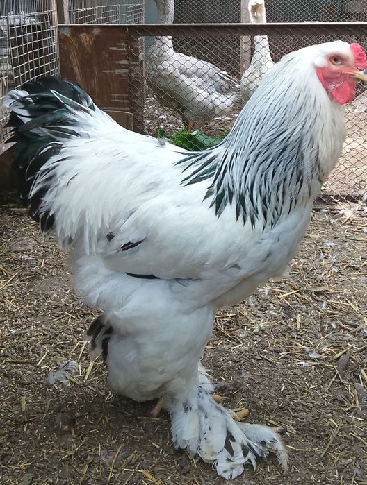 Кури віандот,лівенськіпадуни,корольки.