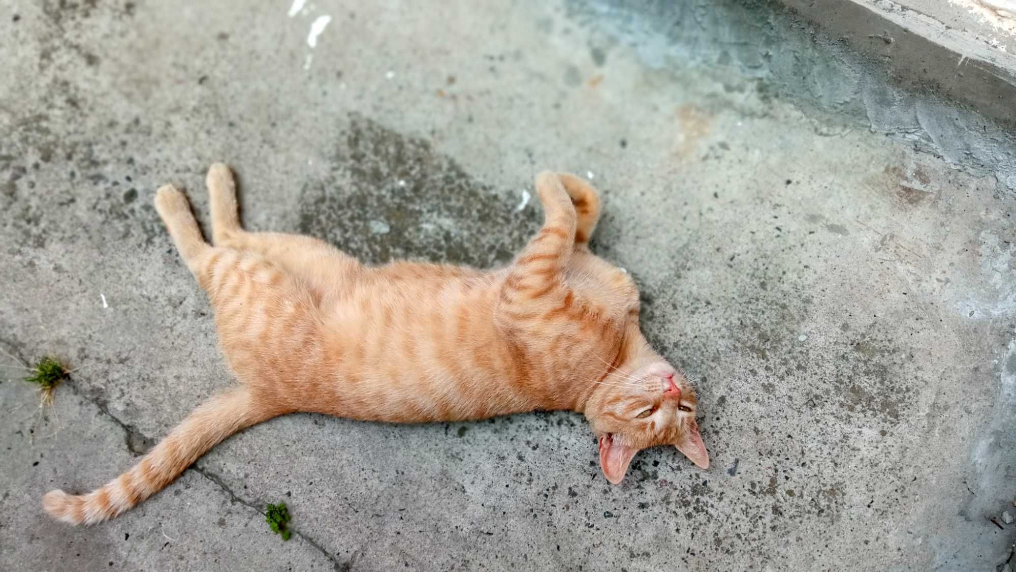 Молодой рыжий котик