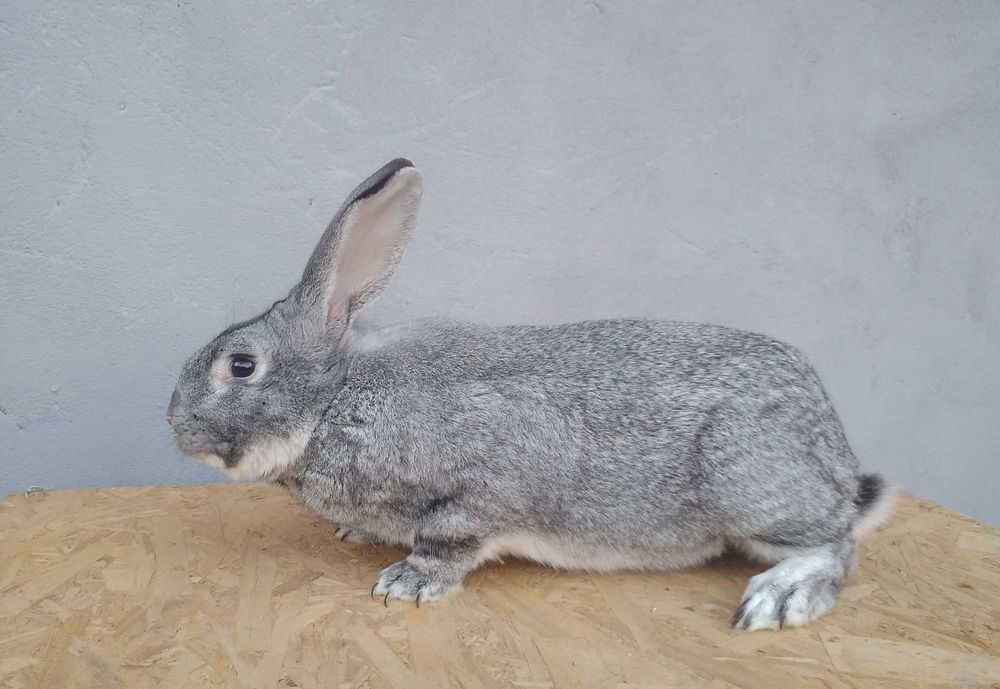 Кролики радянська шиншила