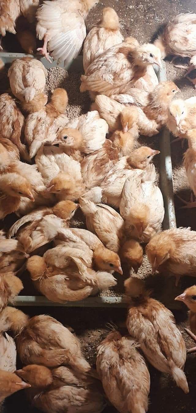 Kury nioski młode 15 tyg. kurki