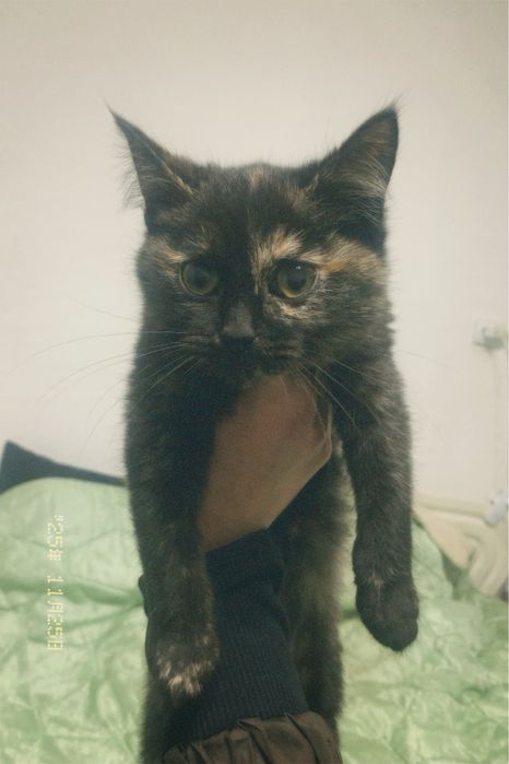 Ввідаю добрі руки котика