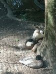 Patos minhons de 2025 criaçao natural