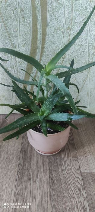 Алое Вера і алое в одному горщику