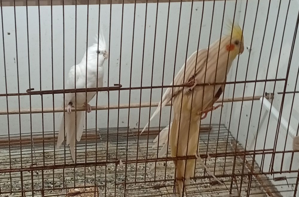 Casal de caturras