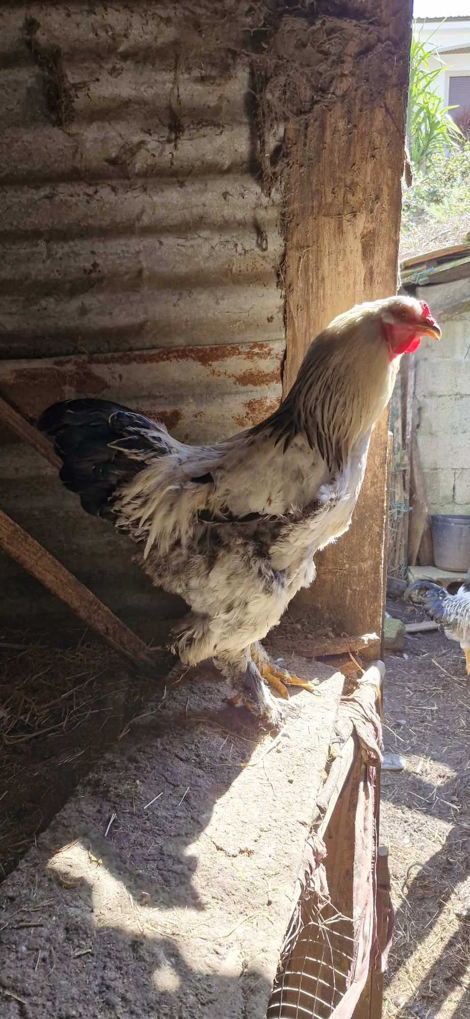 2  galos  brahma