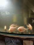 Piranie pacu albino 12-13cm