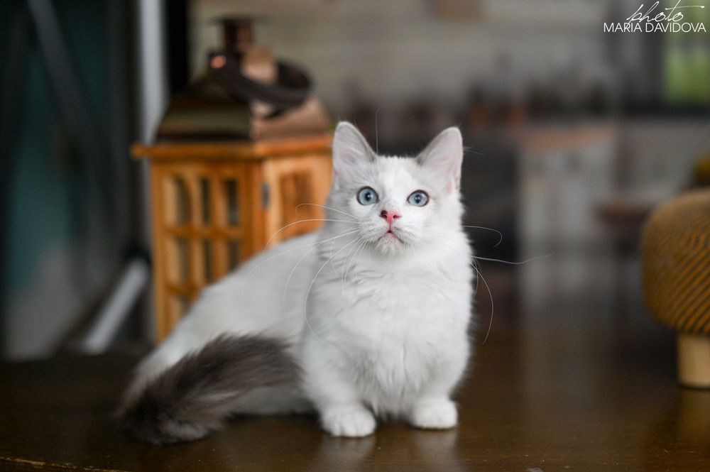 Уникальный голубоглазый кот — суперэлитный красавец!