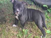 Nowość na rynku American Staffordshire Terrier