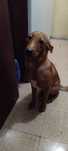 Dou cao docil com 6meses