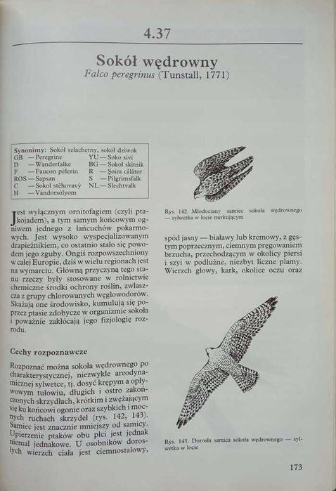 Ptaki drapieżne -  Zbigniew Pielowski